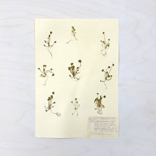 Vintage Pressed Botanical #7