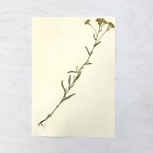 Vintage Pressed Botanical #8