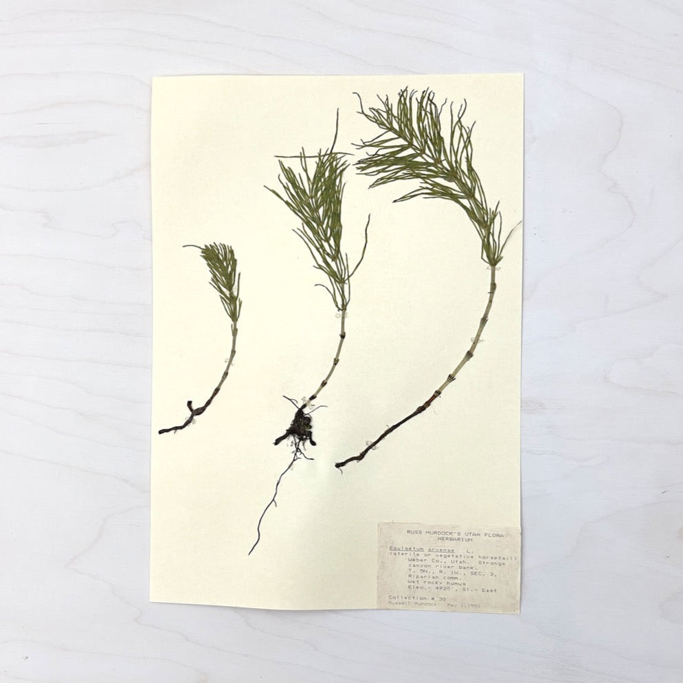 Vintage Pressed Botanical #9