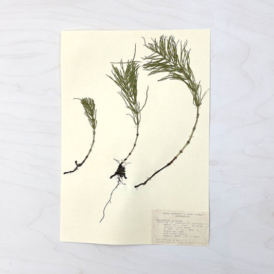 Vintage Pressed Botanical #9