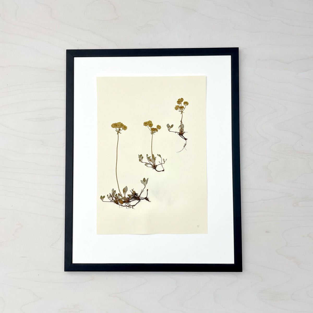 Vintage Pressed Botanical #1