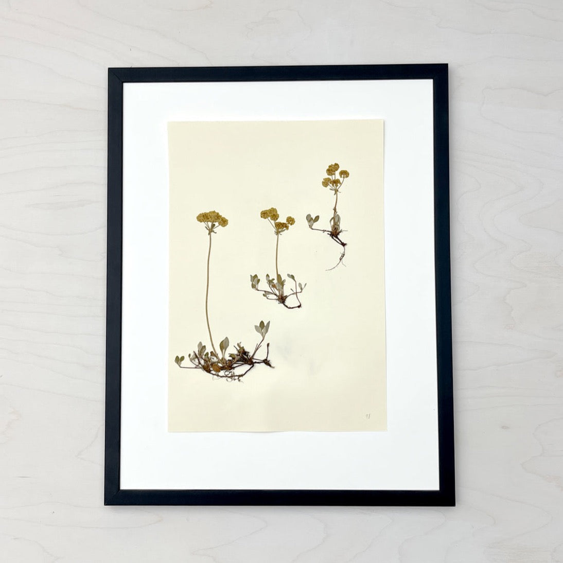 Vintage Pressed Botanical #8