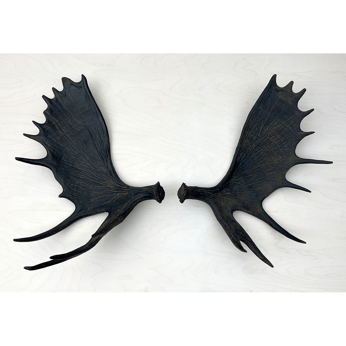 Moose Antler Wall Mounts