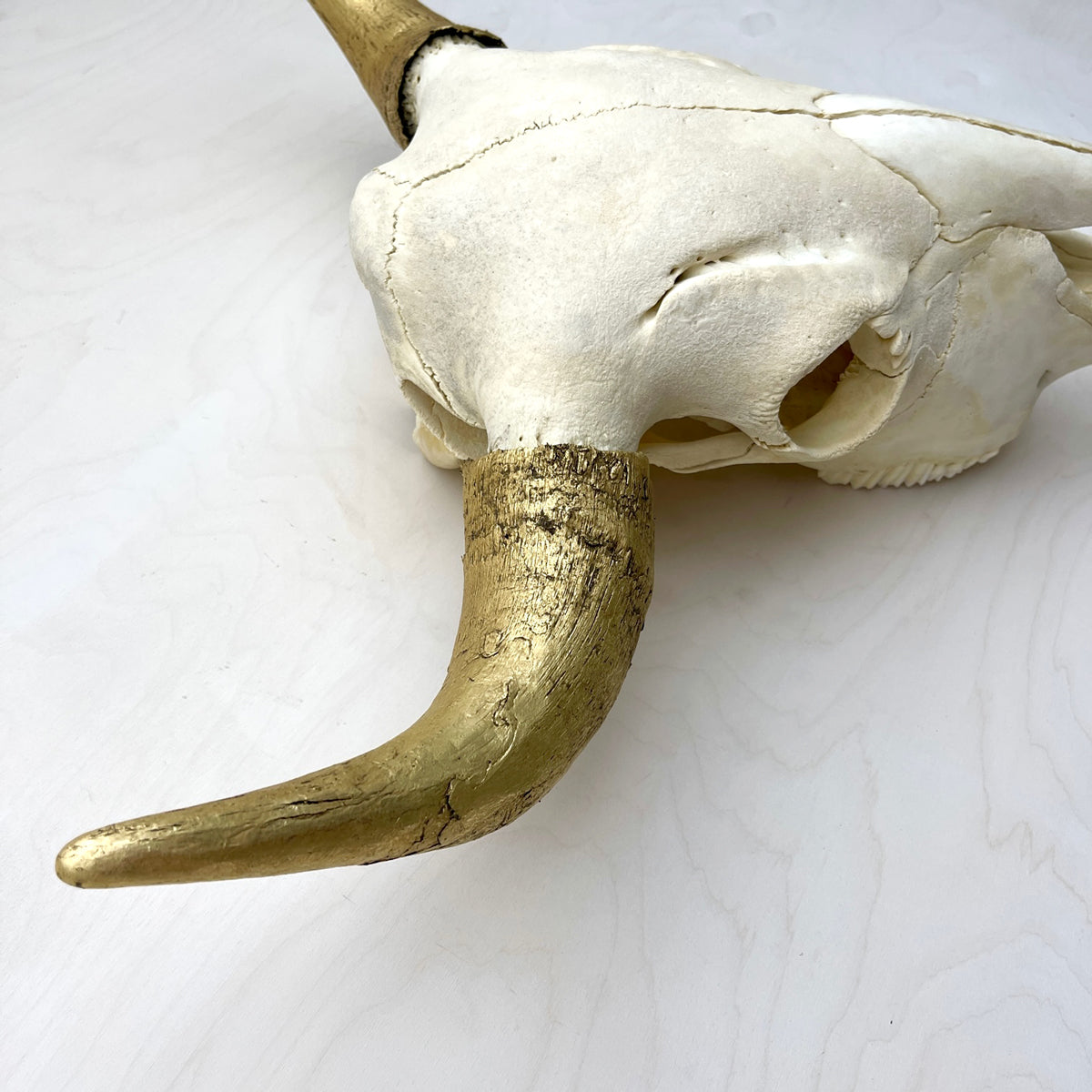 Bison Skull - Natural, Gilded Horns