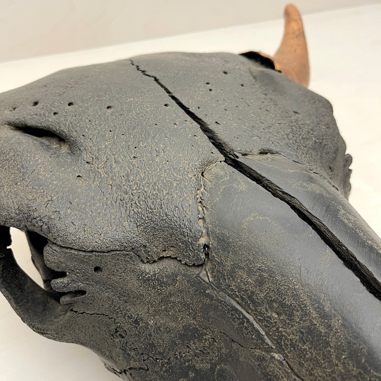 Bison Skull - Black Head