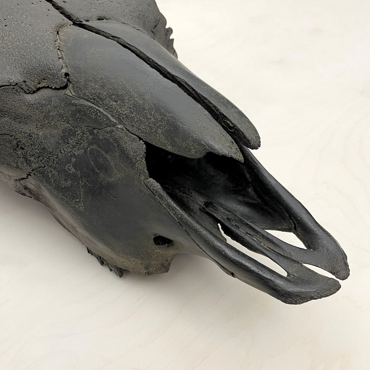 Bison Skull - Black Head