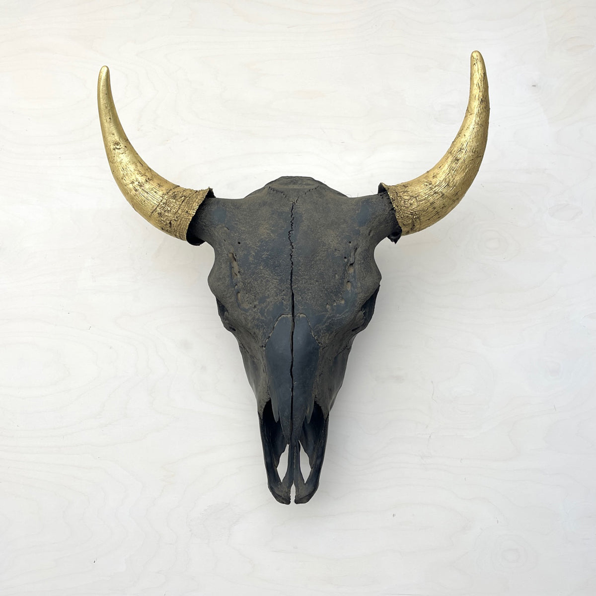 Bison Skull - Black Head