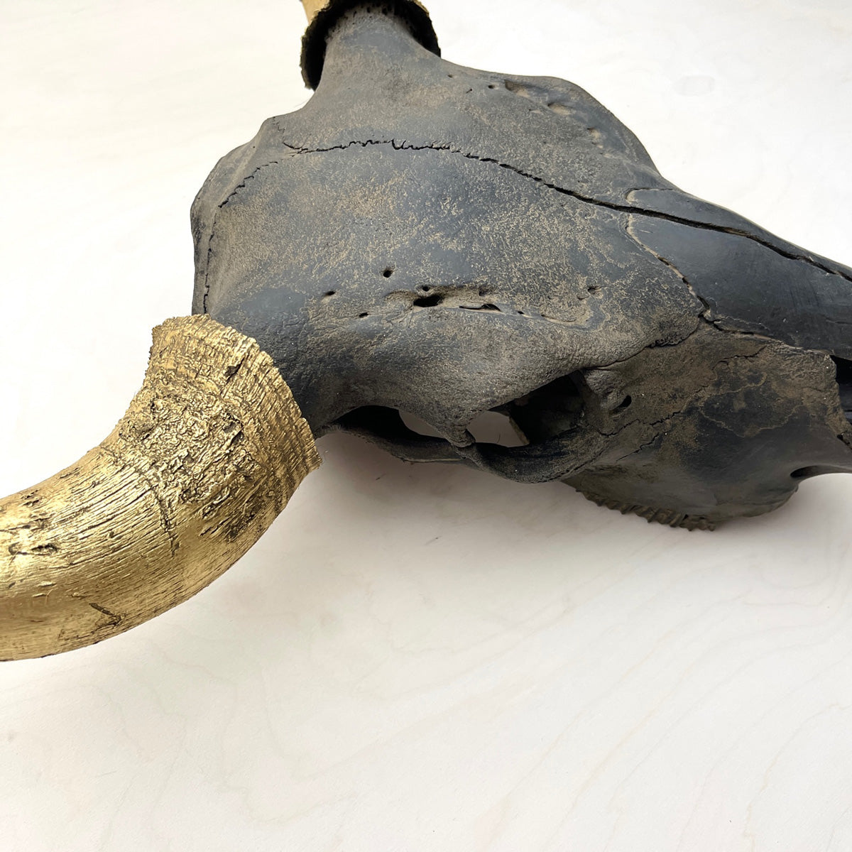 Bison Skull - Black Head