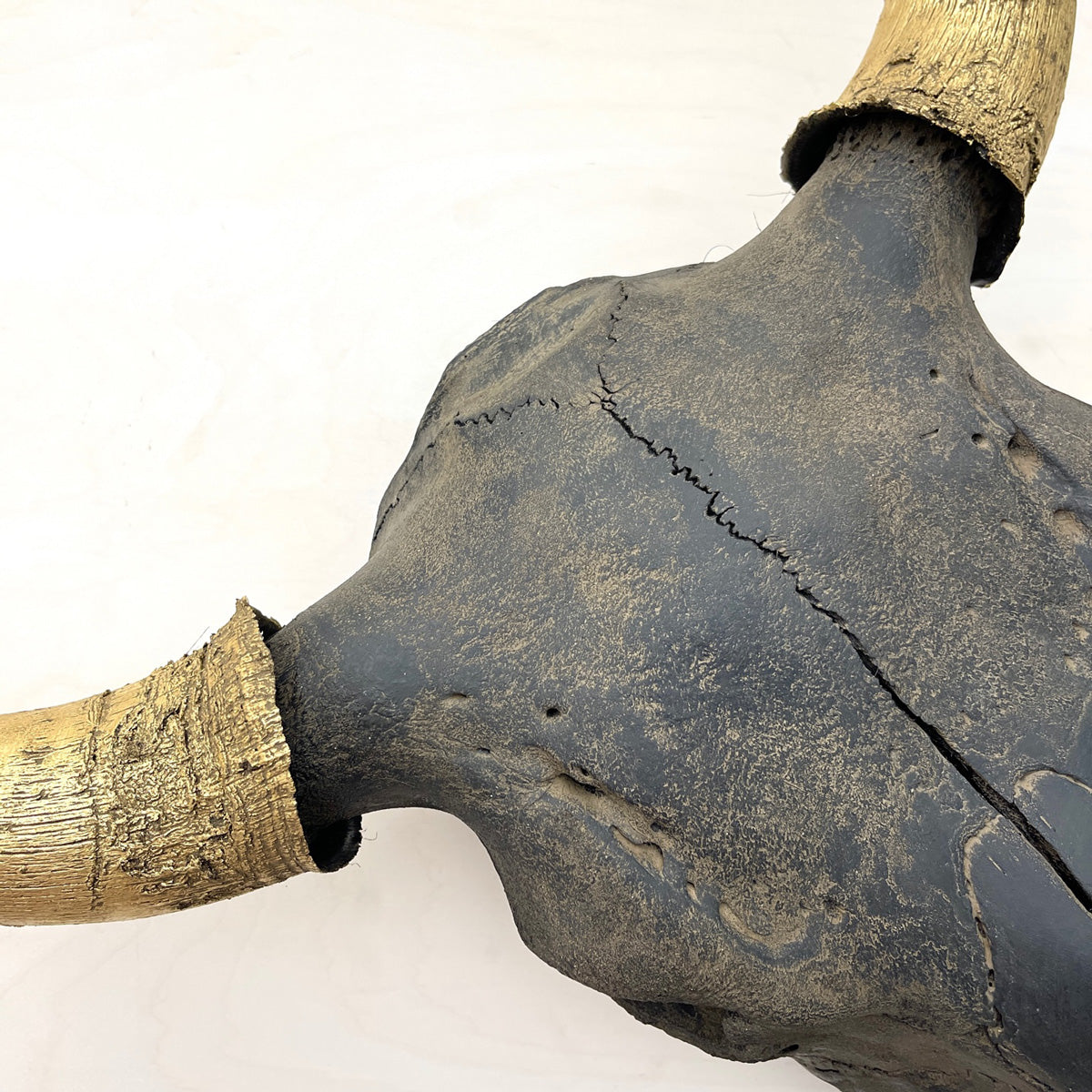 Bison Skull - Black Head