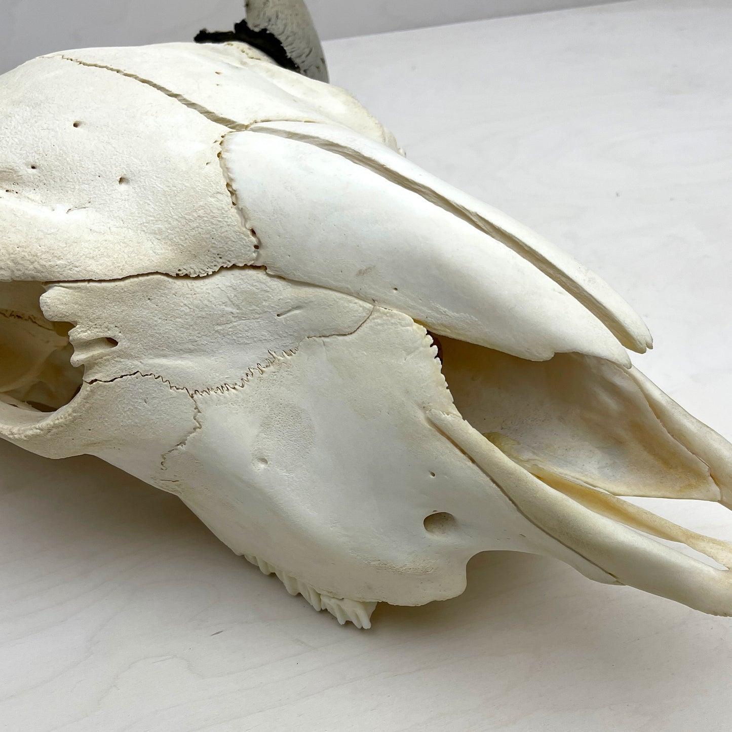 Bison Skull - Natural, Gilded Horns