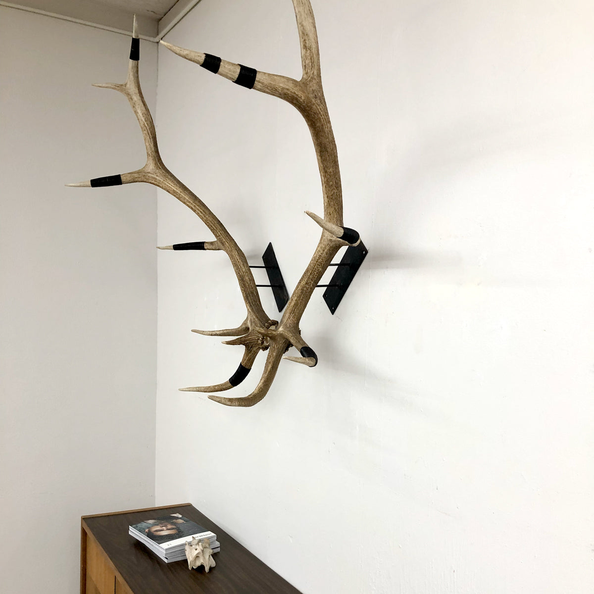 Elk Antler Wall Mounts