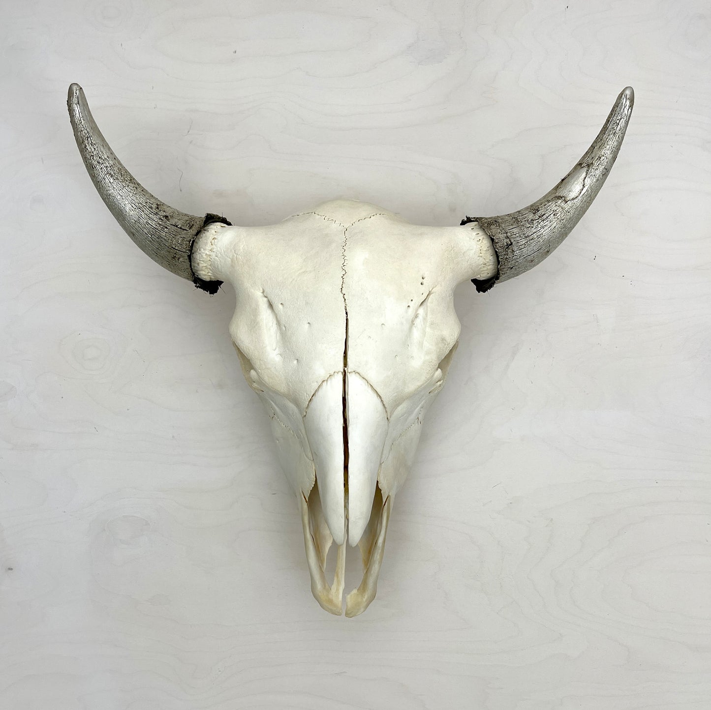 Bison Skull - Natural, Gilded Horns